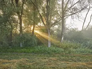 Morning atmosphere in the floodplain forest