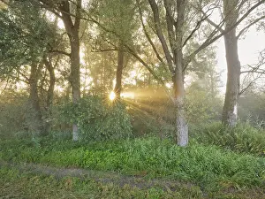 Morning atmosphere in the floodplain forest