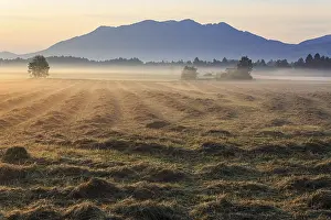 Morning atmosphere, fog, backlight