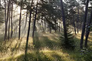 Morning atmosphere in a pine forest