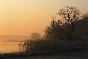 Morning atmosphere in riverside forest