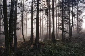 Morning fog in the backlight in the forest