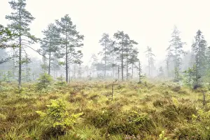 Morning fog on a bog with a pine forest in autumn