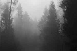 Morning fog in a dense coniferous forest near Mitterteich