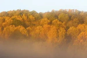 Morning fog on a hill with deciduous forest in autumn colors