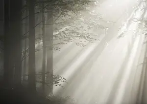 Morning fog with sunbeams in a forest