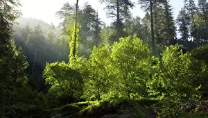 Morning forest with sunrays, freshness concept