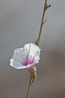 Morning Glory (Ipomoea), Hwange National Park