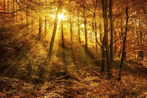 Morning haze in autumn forest, golden light