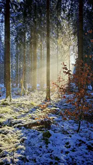 Morning light illuminates a snowy forest with autumn colors