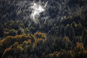 Morning mist in autumn forest, Oberstdorf