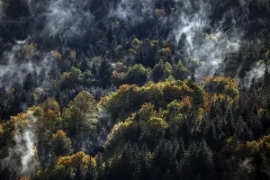 Morning mist in autumn forest, Oberstdorf