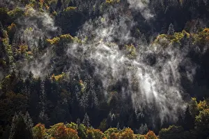 Morning mist in autumn forest, Oberstdorf