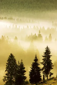 Morning mist, Sesul Garzii, Bihor Mountains