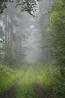 Morning mist, Taunus region, Hesse