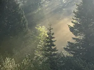 Morning misty mood, Gloggnitzerhuette