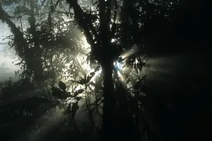 Morning mood in the cloud forest