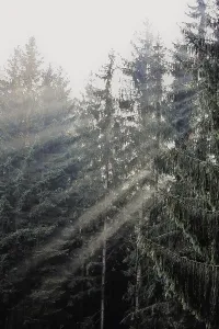 Morning sun