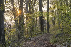 Morning sun on a path through the forest in the Maylust nature reserve