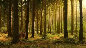 Morning sun, spruce (Picea sp.) forest in autumn