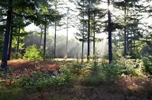 Morning sunbeams in green coniferous forest