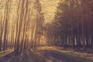 Morning sunrise in a forest with pine trees by the road