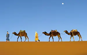 Morocco, camel driver, Berber, Erg Chebbi desert