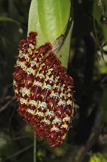 Morpho butterfly, Other animals