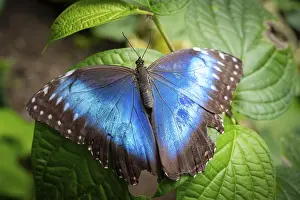 Morpho helenor, blue morpho butterfly sitting on a leaf