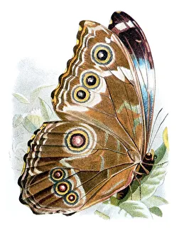 Morpho neoptolemus (Morpho neoptolemus)