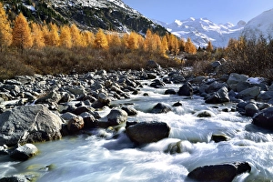 Morteratsch with glacier and autumn-coloured larches