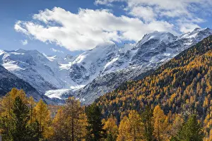 Morteratsch Glacier, mixed forest with larch trees (Larix) in autumn