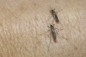 Mosquito (Aedes), two on skin, biting