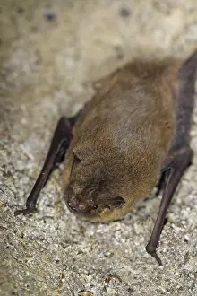 Mosquito bat (Pipistrellus pygmaeus)