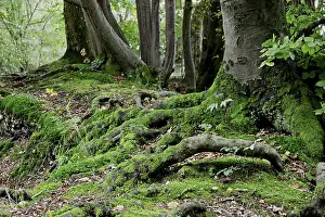 Moss