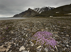 Category Scandinavia Prints: Moss Campion or Cushion Pink (Silene acaulis)