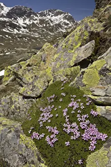 Moss Campion (Silene acaulis) flowering