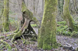 Moss covered beech tree trunks with twisted roots in a misty winter forest