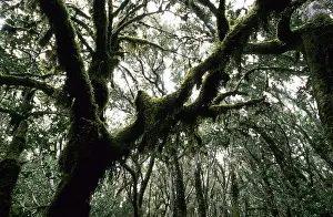 Moss-covered branches in the laurel forest