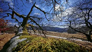 Moss-covered (bryophyta), lying tree trunk in a hilly landscape under a blue sky