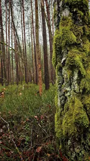 A moss-covered (Bryophyta) tree in the foreground of a dense forest