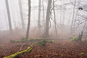 Moss-covered deadwood in foggy forest
