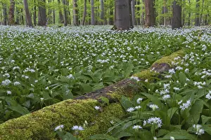Moss covered fallen log and wood garlic