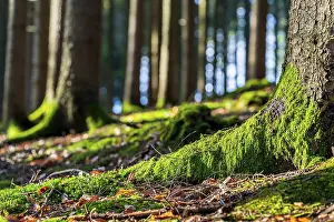 Moss-covered forest in winter mood in the Schurwald