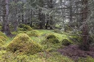 Moss-covered hills in lichen-covered spruce forest