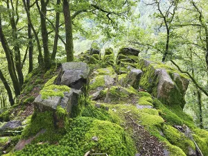 Moss-covered rock formation in the forest consists of large
