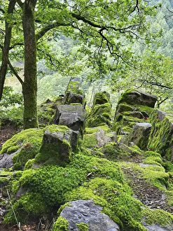 Moss-covered rock formation in the forest consists of large