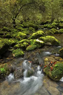 Category Forests Prints: Moss covered rocks alongside the Orbe River