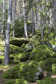 Moss-covered rocks in forest, Sand in Taufers