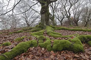 Moss-covered roots of a Common Beech or European Beech (Fagus sylvatica)